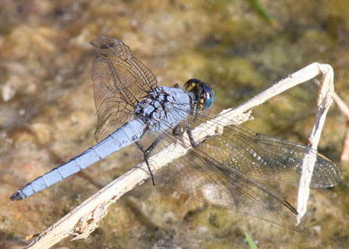 Western Pondhawk - Erythemis collocata